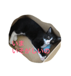 小五郎（個別スタンプ：6）