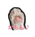 小五郎（個別スタンプ：8）