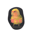 ぴよれもんおり（個別スタンプ：9）