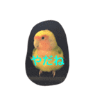 ぴよれもんおり（個別スタンプ：10）