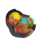 ぴよれもんおり（個別スタンプ：11）