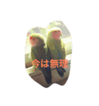 ぴよれもんおり（個別スタンプ：14）