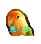ぴよれもんおり（個別スタンプ：19）