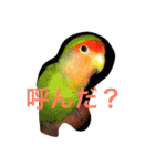 ぴよれもんおり（個別スタンプ：20）
