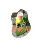 ぴよれもんおり（個別スタンプ：22）
