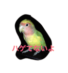 ぴよれもんおり（個別スタンプ：23）