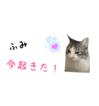 癒し猫**実写**ふみVer（個別スタンプ：1）