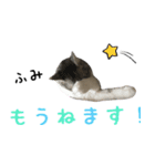 癒し猫**実写**ふみVer（個別スタンプ：2）