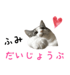 癒し猫**実写**ふみVer（個別スタンプ：3）