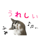 癒し猫**実写**ふみVer（個別スタンプ：5）