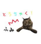 癒し猫**実写**ふみVer（個別スタンプ：8）