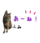 癒し猫**実写**ふみVer（個別スタンプ：10）