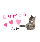 癒し猫**実写**ふみVer（個別スタンプ：11）