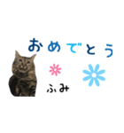 癒し猫**実写**ふみVer（個別スタンプ：12）