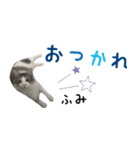 癒し猫**実写**ふみVer（個別スタンプ：13）