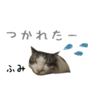 癒し猫**実写**ふみVer（個別スタンプ：15）