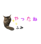 癒し猫**実写**ふみVer（個別スタンプ：16）