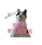ジャム チョコ ラテ メイ（個別スタンプ：3）