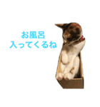 ジャム チョコ ラテ メイ（個別スタンプ：7）