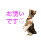 ジャム チョコ ラテ メイ（個別スタンプ：13）
