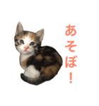 ジャム チョコ ラテ メイ（個別スタンプ：14）