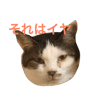ジャム チョコ ラテ メイ（個別スタンプ：19）