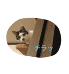 ジャム チョコ ラテ メイ（個別スタンプ：21）