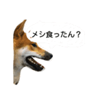 大吉とんだず（個別スタンプ：1）