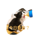 大吉とんだず（個別スタンプ：2）