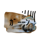 大吉とんだず（個別スタンプ：3）