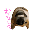 大吉とんだず（個別スタンプ：7）