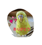 私のインコちゃん（個別スタンプ：8）