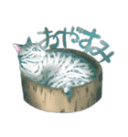 まやの目 猫のまやさん（個別スタンプ：5）