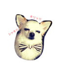 チワワのLuLu＆POLO（個別スタンプ：8）