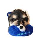 チワワのLuLu＆POLO（個別スタンプ：9）