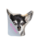 チワワのLuLu＆POLO（個別スタンプ：13）