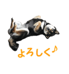 黒柴シナモンのすくすくラインスタンプ（個別スタンプ：3）