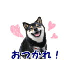 黒柴シナモンのすくすくラインスタンプ（個別スタンプ：4）