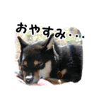 黒柴シナモンのすくすくラインスタンプ（個別スタンプ：5）