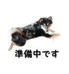 黒柴シナモンのすくすくラインスタンプ（個別スタンプ：6）