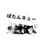 黒柴シナモンのすくすくラインスタンプ（個別スタンプ：11）