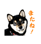 黒柴シナモンのすくすくラインスタンプ（個別スタンプ：20）