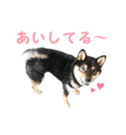 黒柴シナモンのすくすくラインスタンプ（個別スタンプ：33）