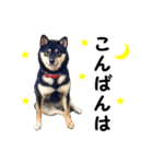 黒柴シナモンのすくすくラインスタンプ（個別スタンプ：36）