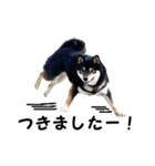 黒柴シナモンのすくすくラインスタンプ（個別スタンプ：38）