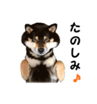 黒柴シナモンのすくすくラインスタンプ（個別スタンプ：39）