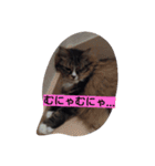ミオにゃんの日々（個別スタンプ：11）