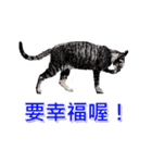 The dog and cat emoticons（個別スタンプ：1）