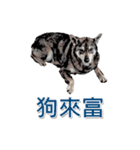 The dog and cat emoticons（個別スタンプ：12）