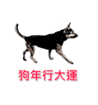 The dog and cat emoticons（個別スタンプ：14）